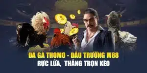 Đá Gà Thomo - Đấu Trường M88 Rực Lửa,  Thắng Trọn Kèo